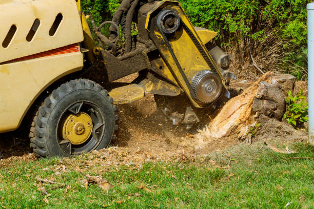 Best Stump Grinding Near Me  in Linton Hall, VA